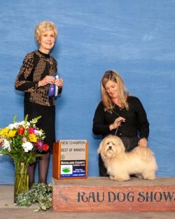 Dooley becomes Champion! He was eight months old and shown by his wonderful handler, Kim Rudzik.