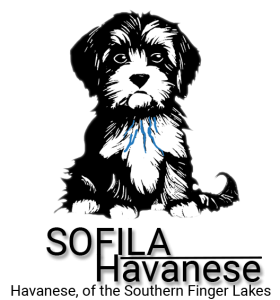transparent logo new